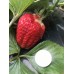 雅拉河滋润的草莓农场